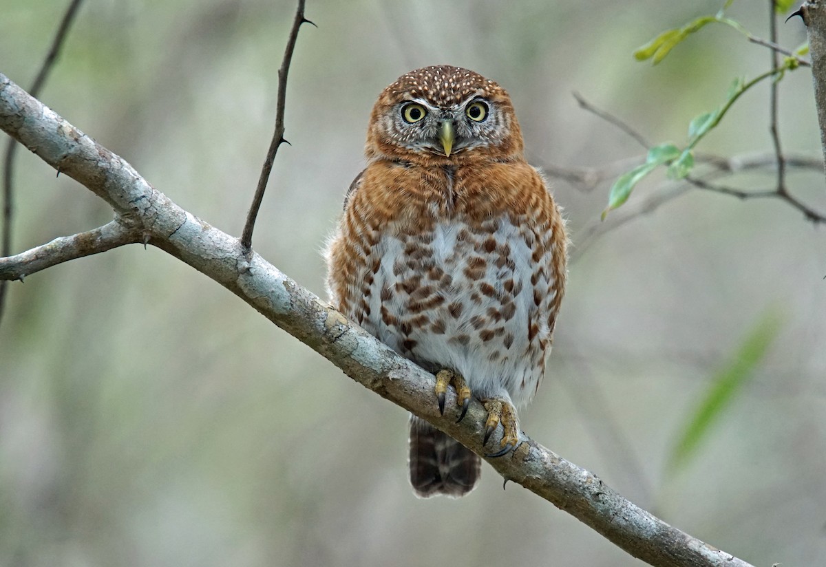 Cuban Pygmy-Owl - Doris Guimond et Claude Gagnon