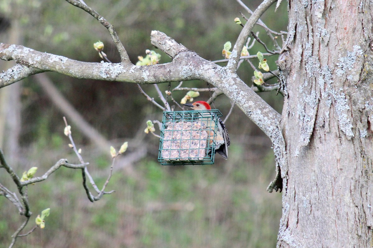 Red-bellied Woodpecker - ML551445641