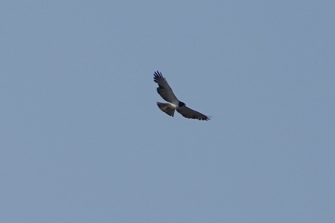 Short-tailed Hawk - ML551445811