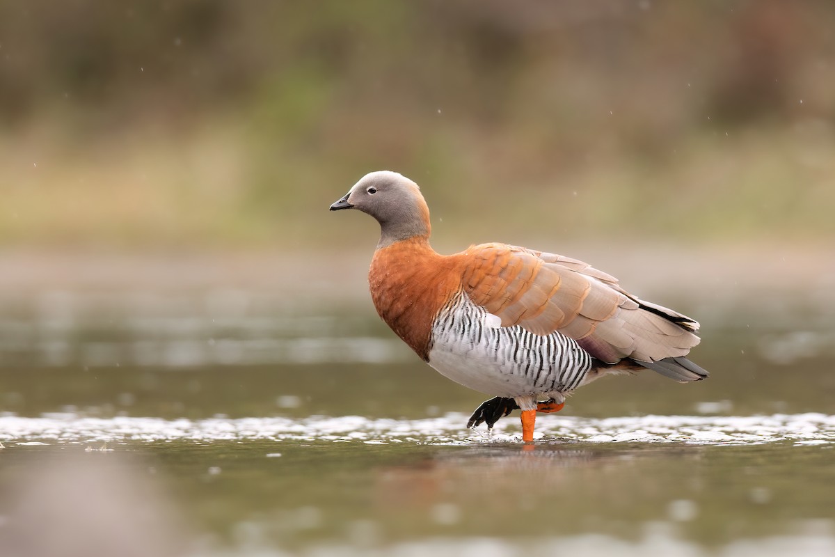 Ashy-headed Goose - ML551445891