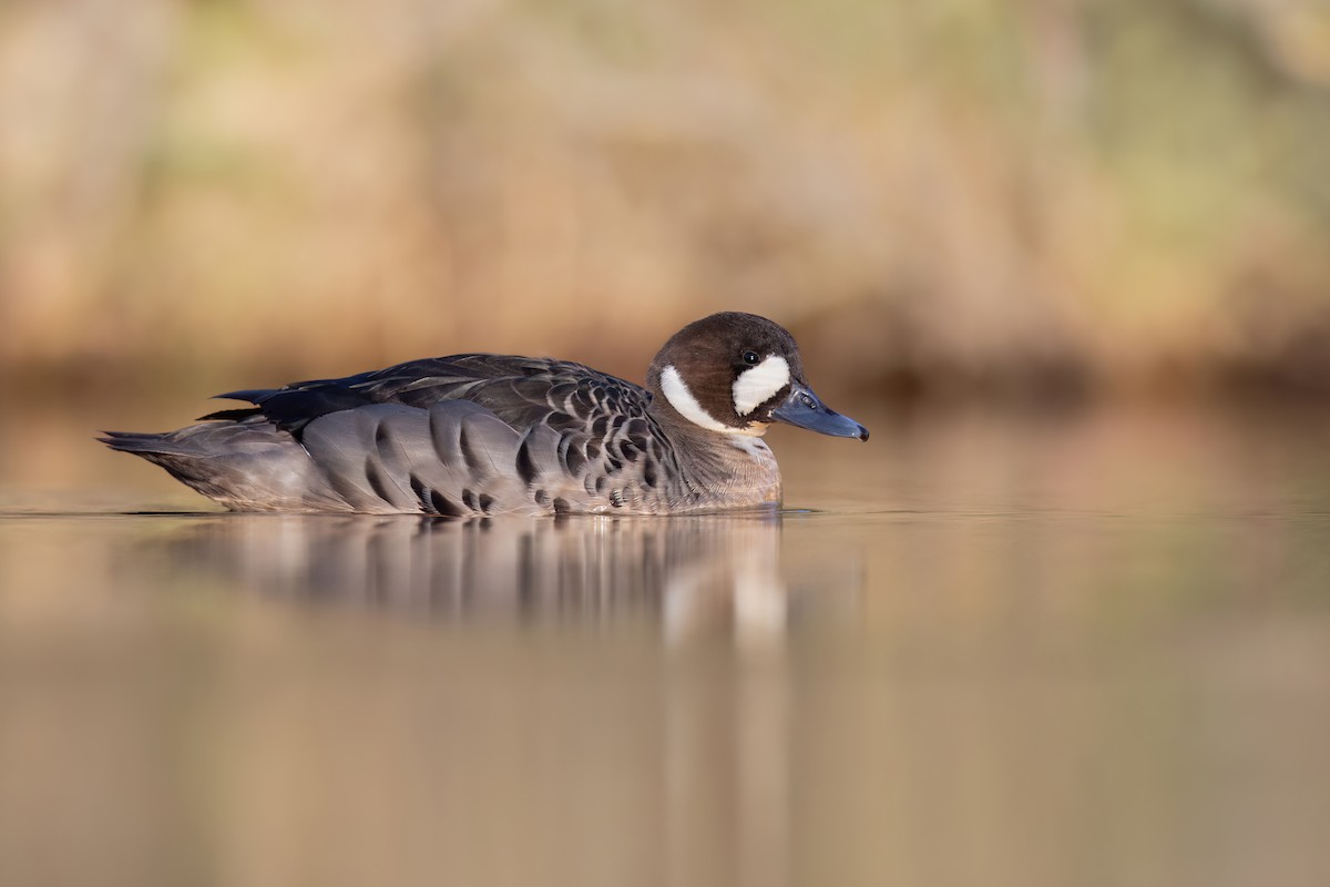 Spectacled Duck - ML551445991