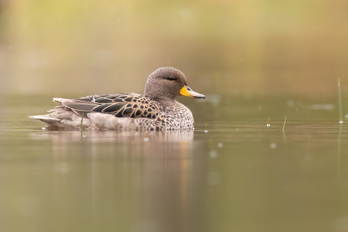 Yellow-billed Teal - ML551446081