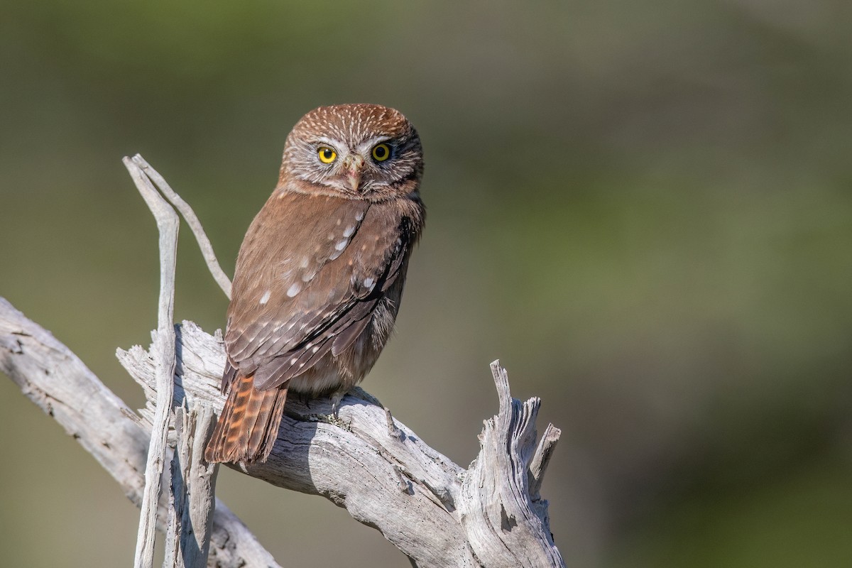 Austral Pygmy-Owl - Chris Venetz | Ornis Birding Expeditions