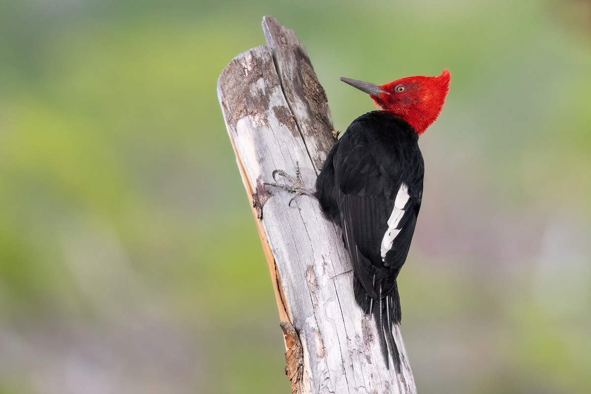 Magellanic Woodpecker - Chris Venetz | Ornis Birding Expeditions