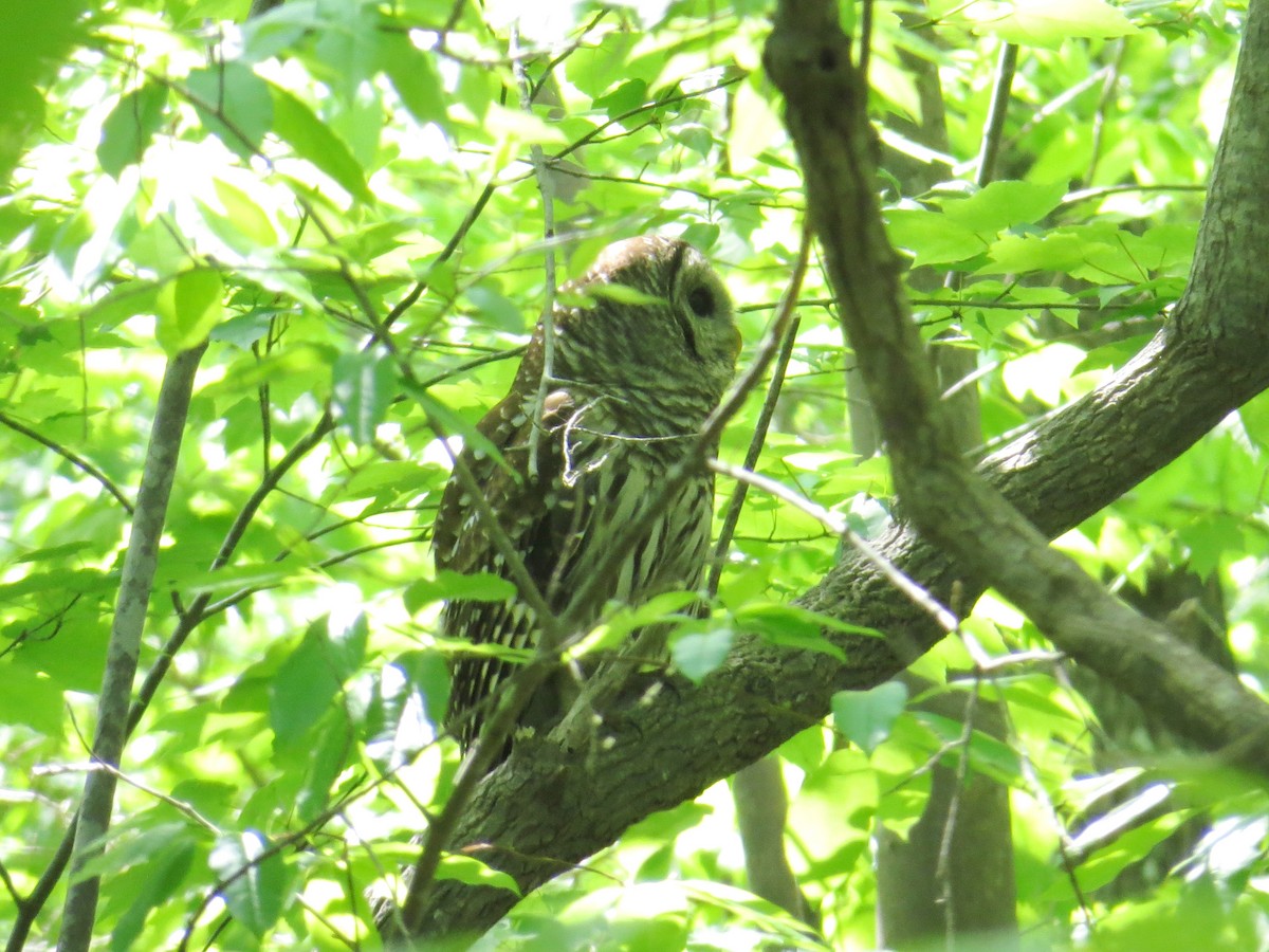 Barred Owl - ML55144631