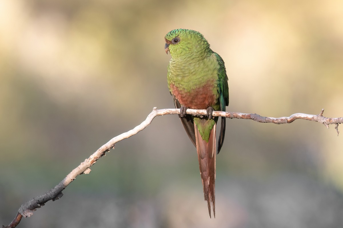 Austral Parakeet - ML551446381