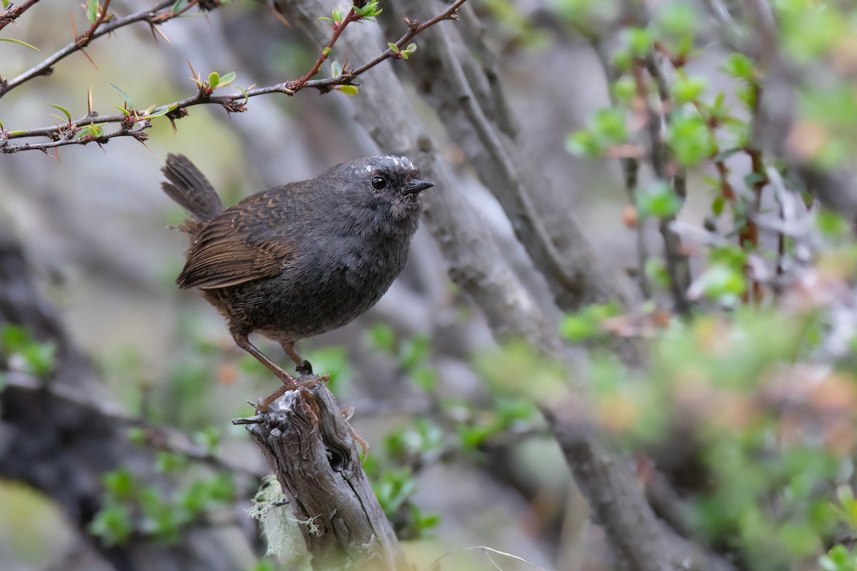 Magellanic Tapaculo - ML551446441