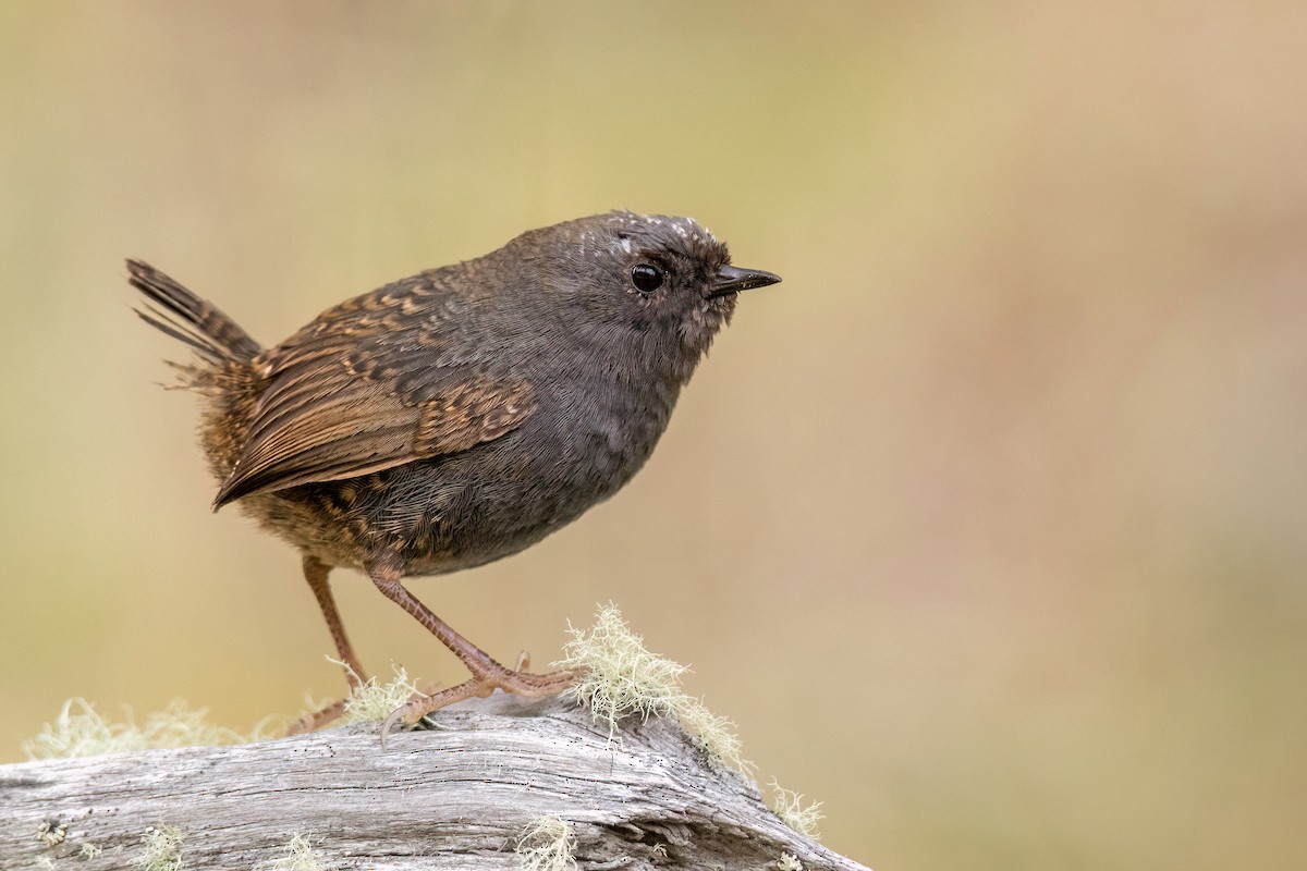 Magellanic Tapaculo - ML551446451