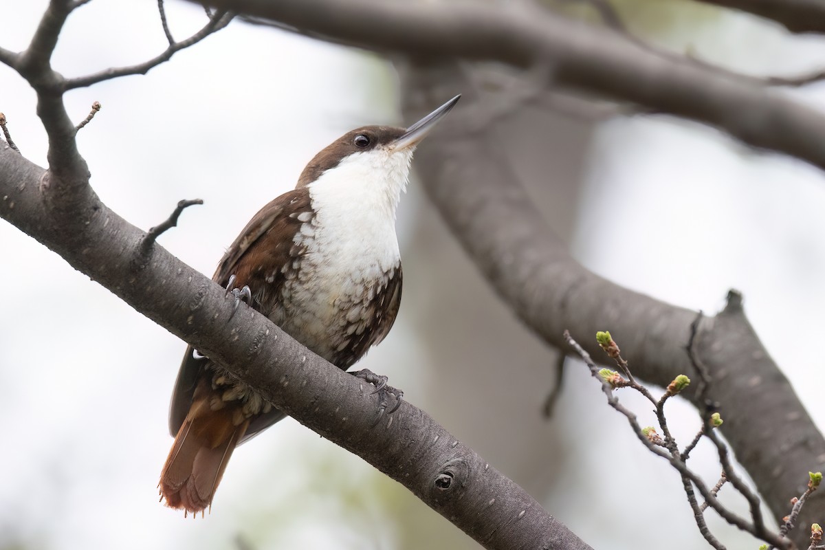 White-throated Treerunner - ML551446671