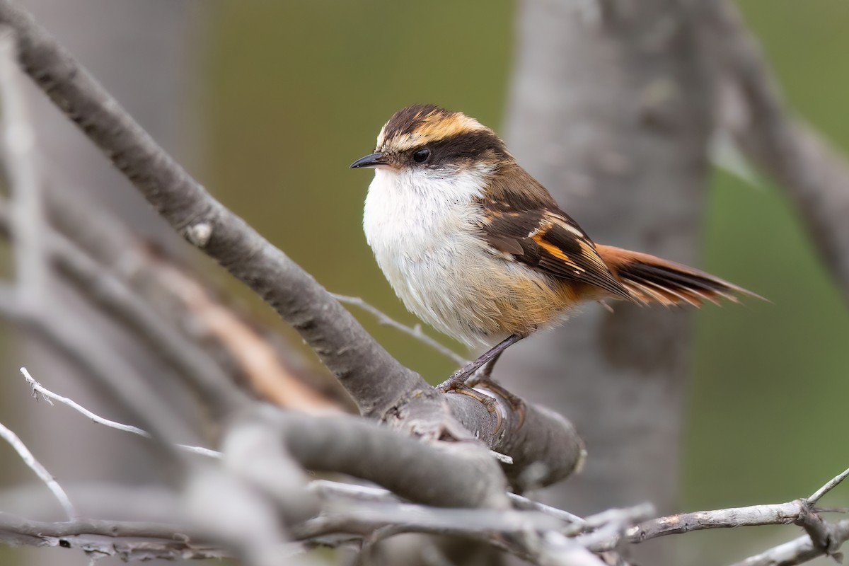 Thorn-tailed Rayadito - Chris Venetz | Ornis Birding Expeditions