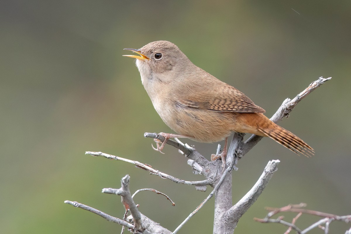 House Wren - ML551447271