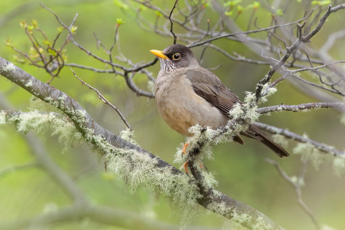 Austral Thrush - ML551447301