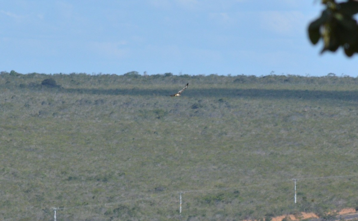 White-tailed Hawk - ML551448031