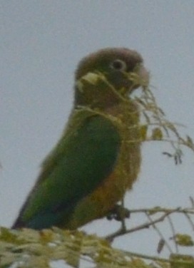 Cactus Parakeet - ML551448671