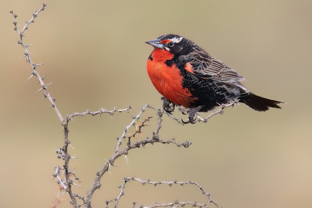 Long-tailed Meadowlark - ML551448701