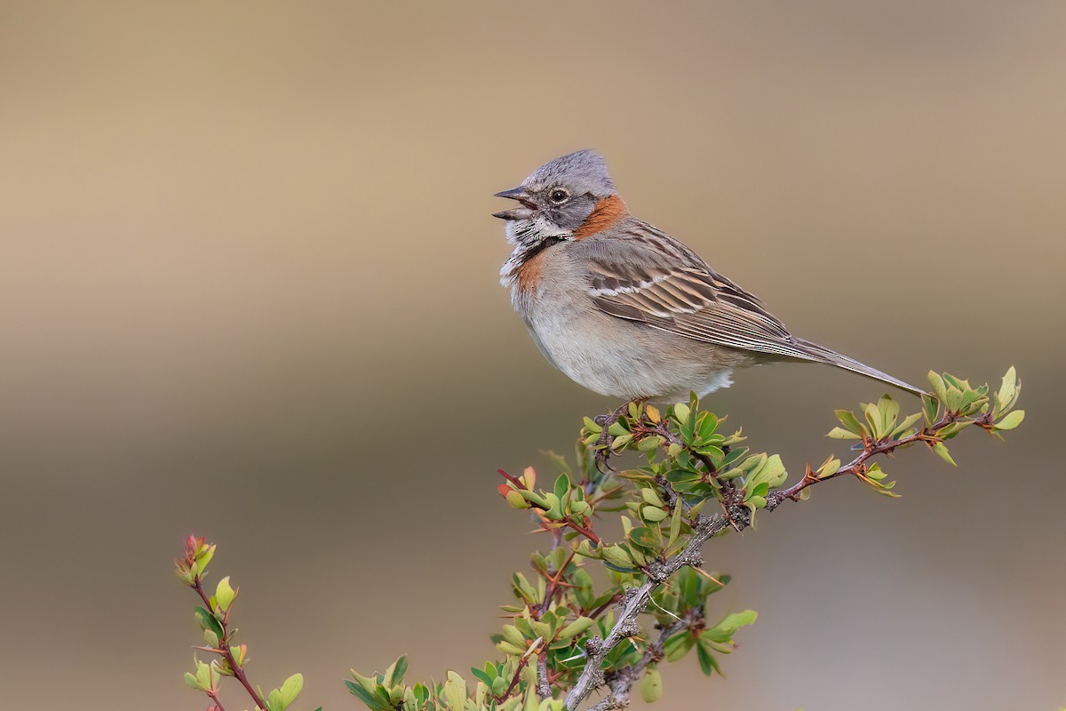 Rufous-collared Sparrow - ML551448781
