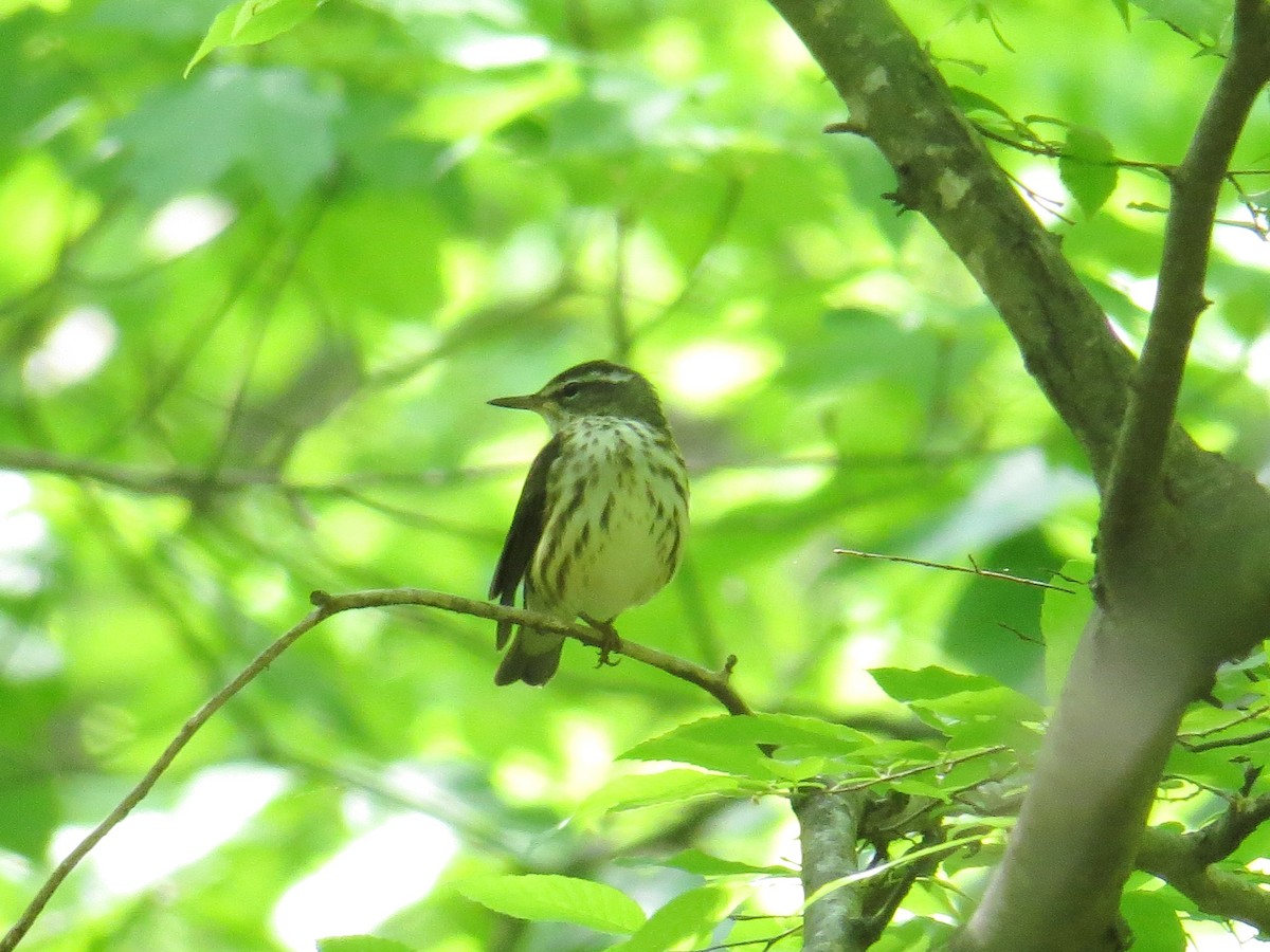 Louisiana Waterthrush - WS Barbour