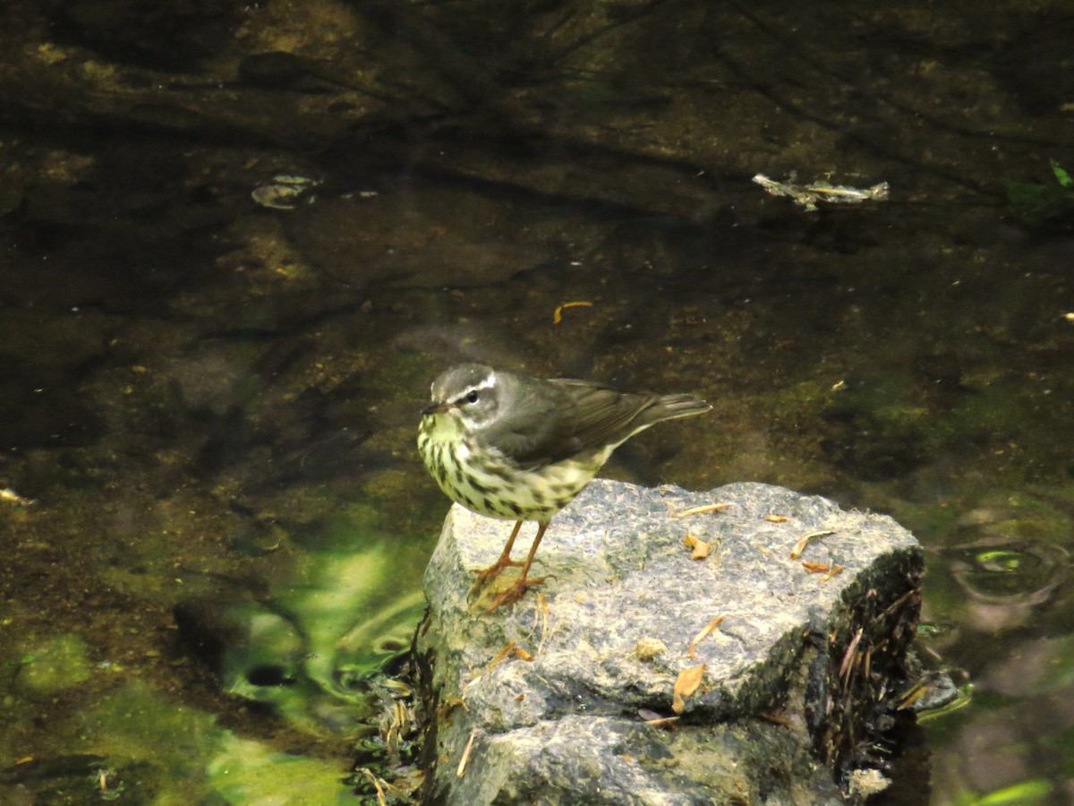 Louisiana Waterthrush - WS Barbour