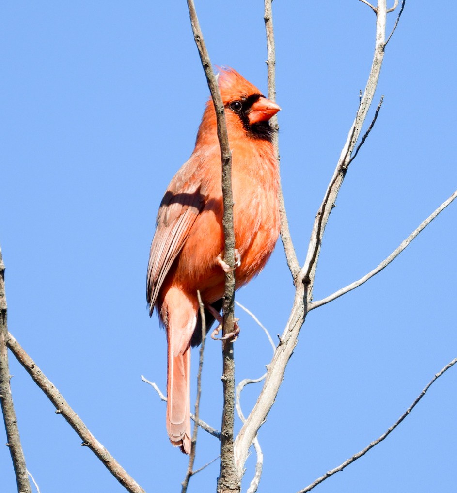 Cardinal rouge - ML551449551