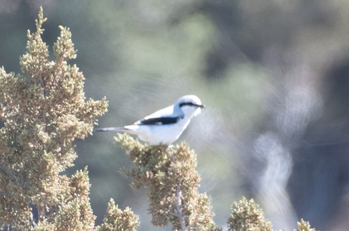 Northern Shrike - ML551449781
