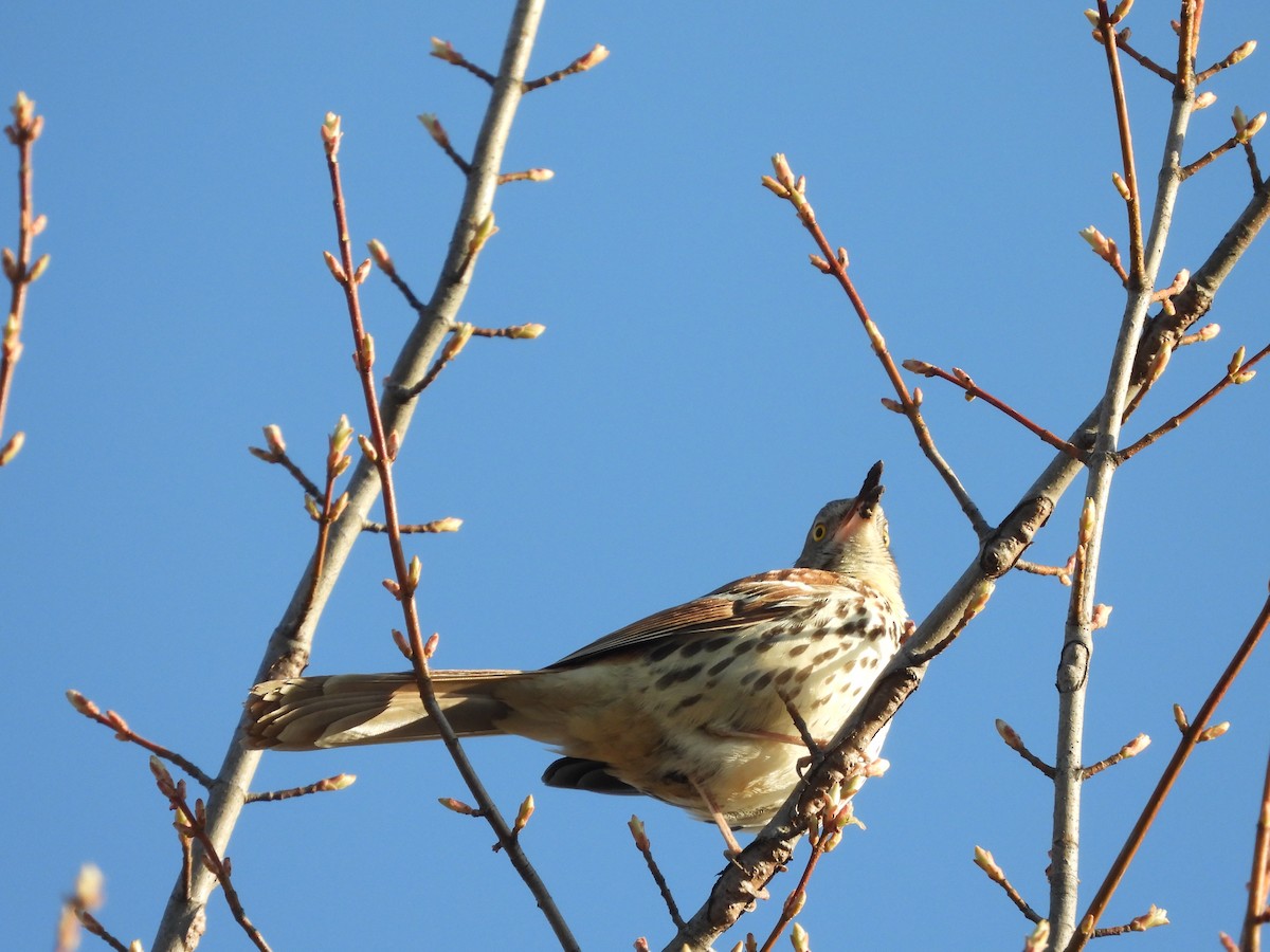 Brown Thrasher - ML551449791