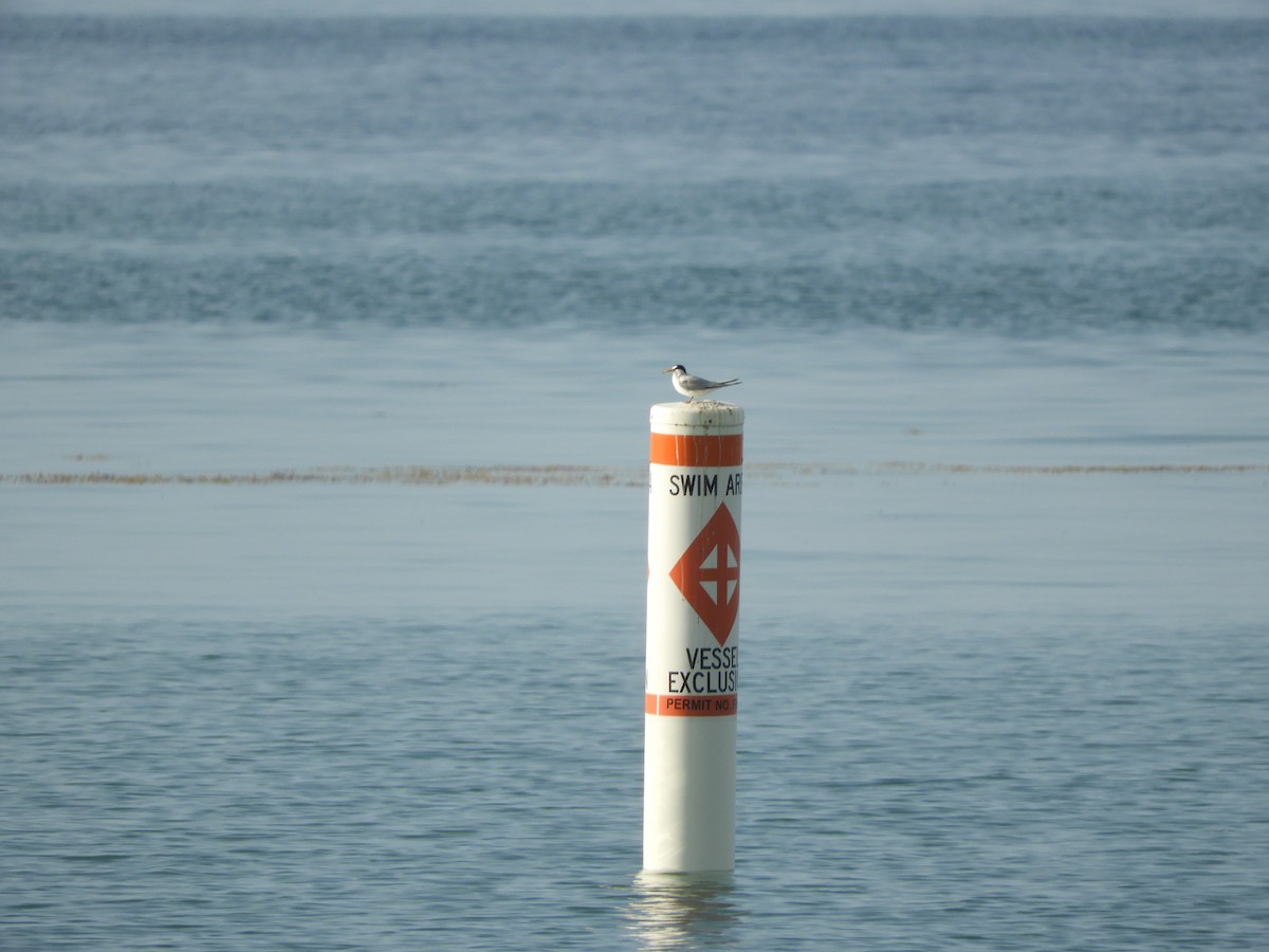 Least Tern - ML551450981