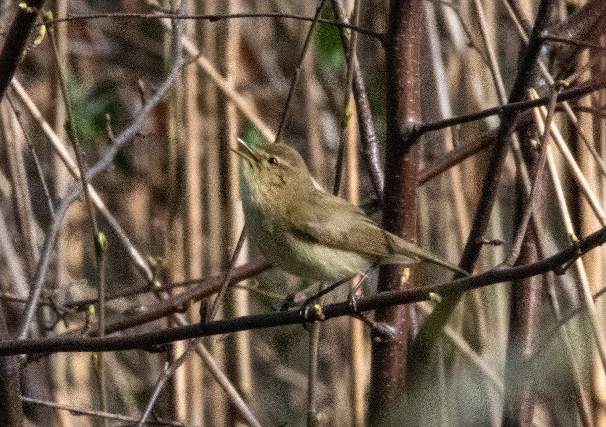 Common Chiffchaff - ML551451121