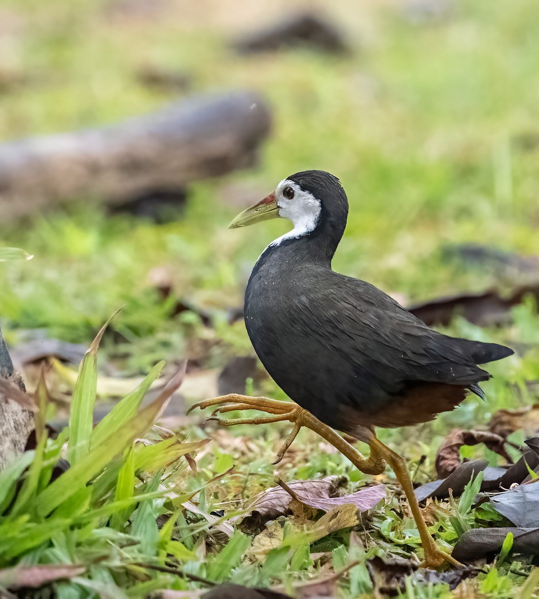 White-breasted Waterhen - ML551451191