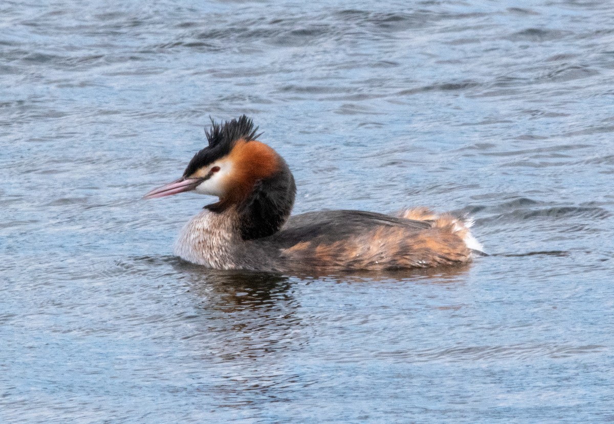Great Crested Grebe - ML551451321