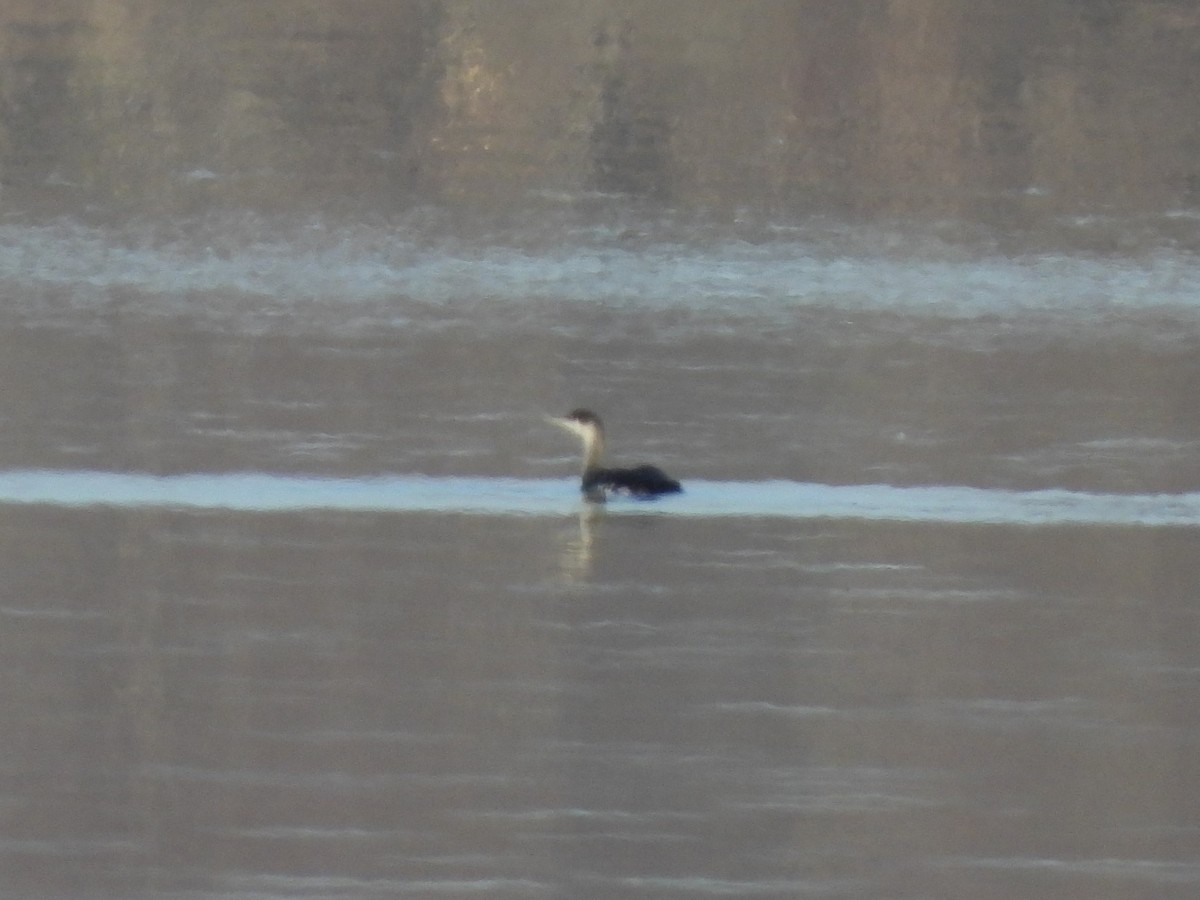 Red-throated Loon - ML551452471