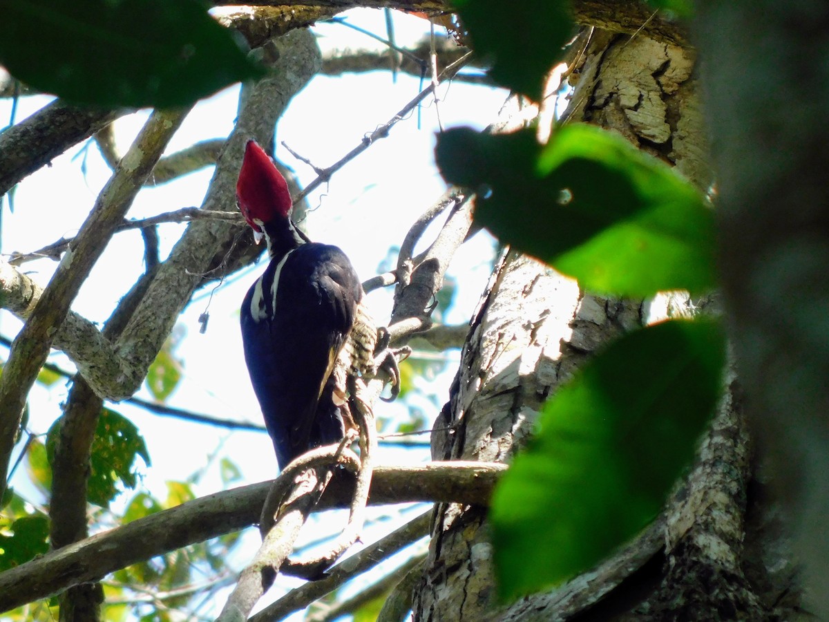 Pale-billed Woodpecker - ML551452821