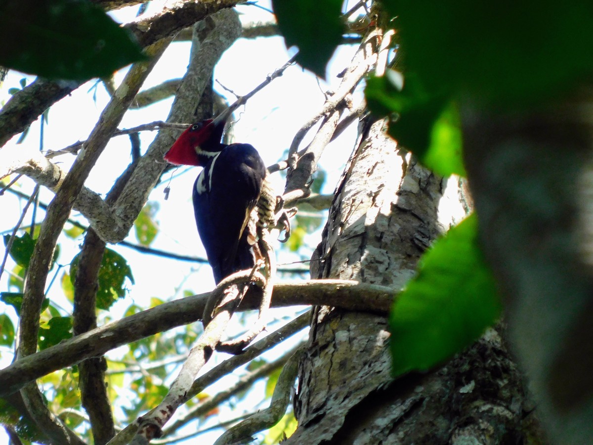 Pale-billed Woodpecker - ML551452831