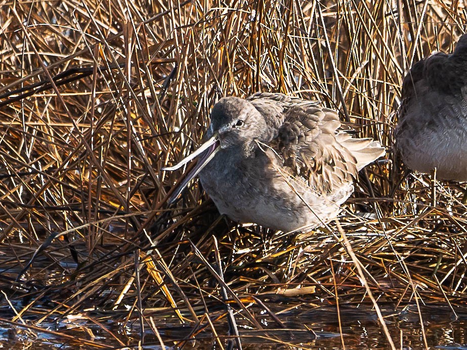 Tundraschlammläufer - ML551453151