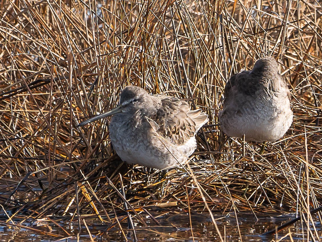 Long-billed Dowitcher - ML551453161