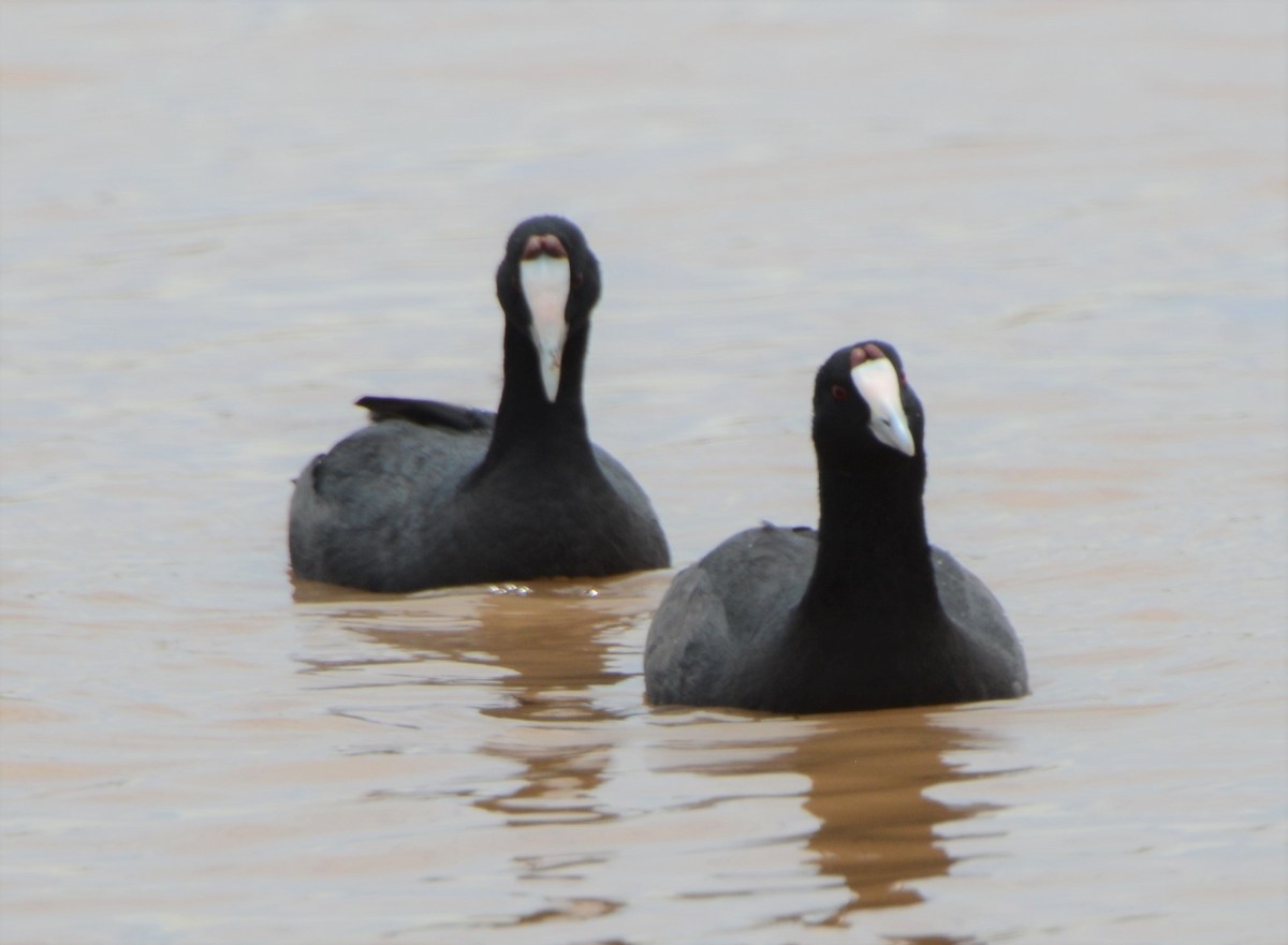 Red-knobbed Coot - ML551453541