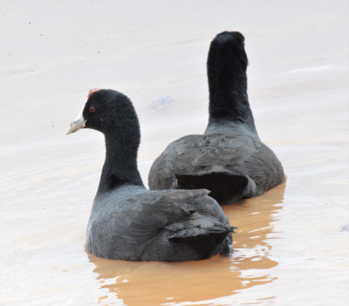 Red-knobbed Coot - Bertina K