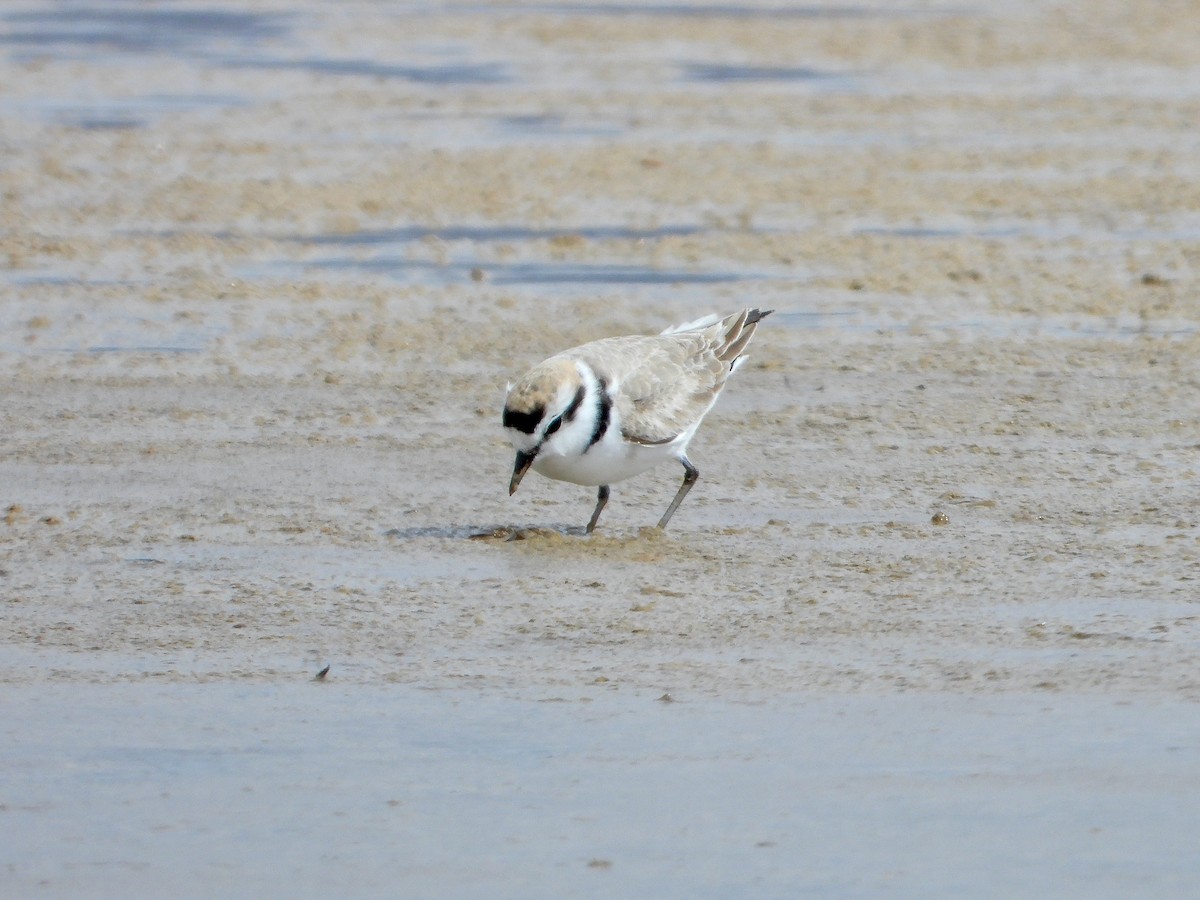 Snowy Plover - Bill Schneider