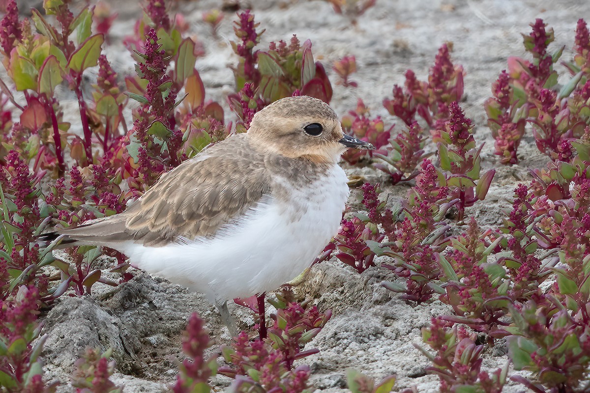 Double-banded Plover - ML551454661