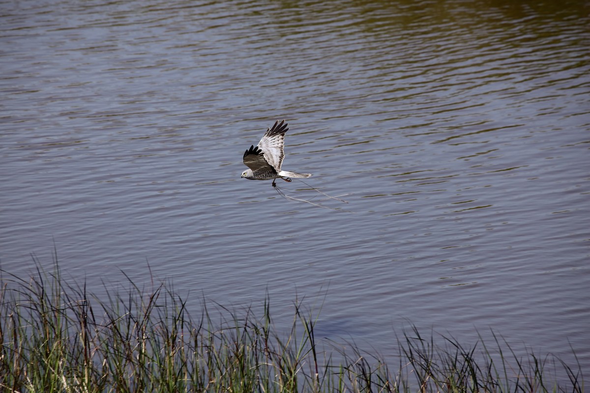 Aguilucho de Hudson - ML551454791