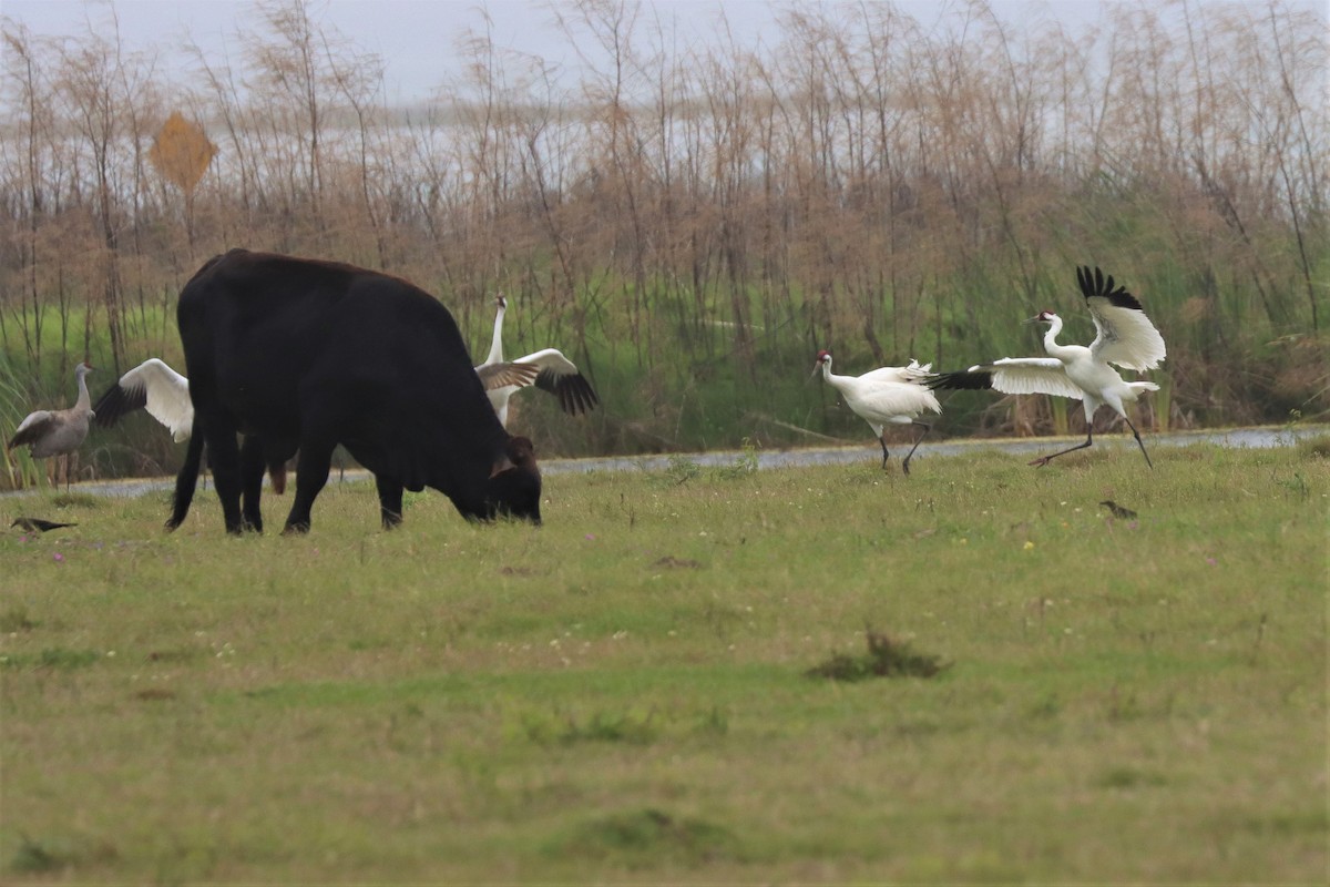 Whooping Crane - ML551455301