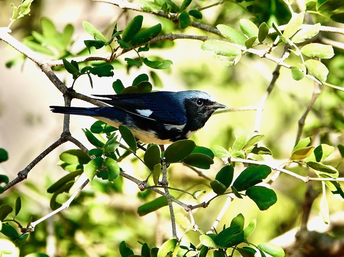 Black-throated Blue Warbler - ML551455361