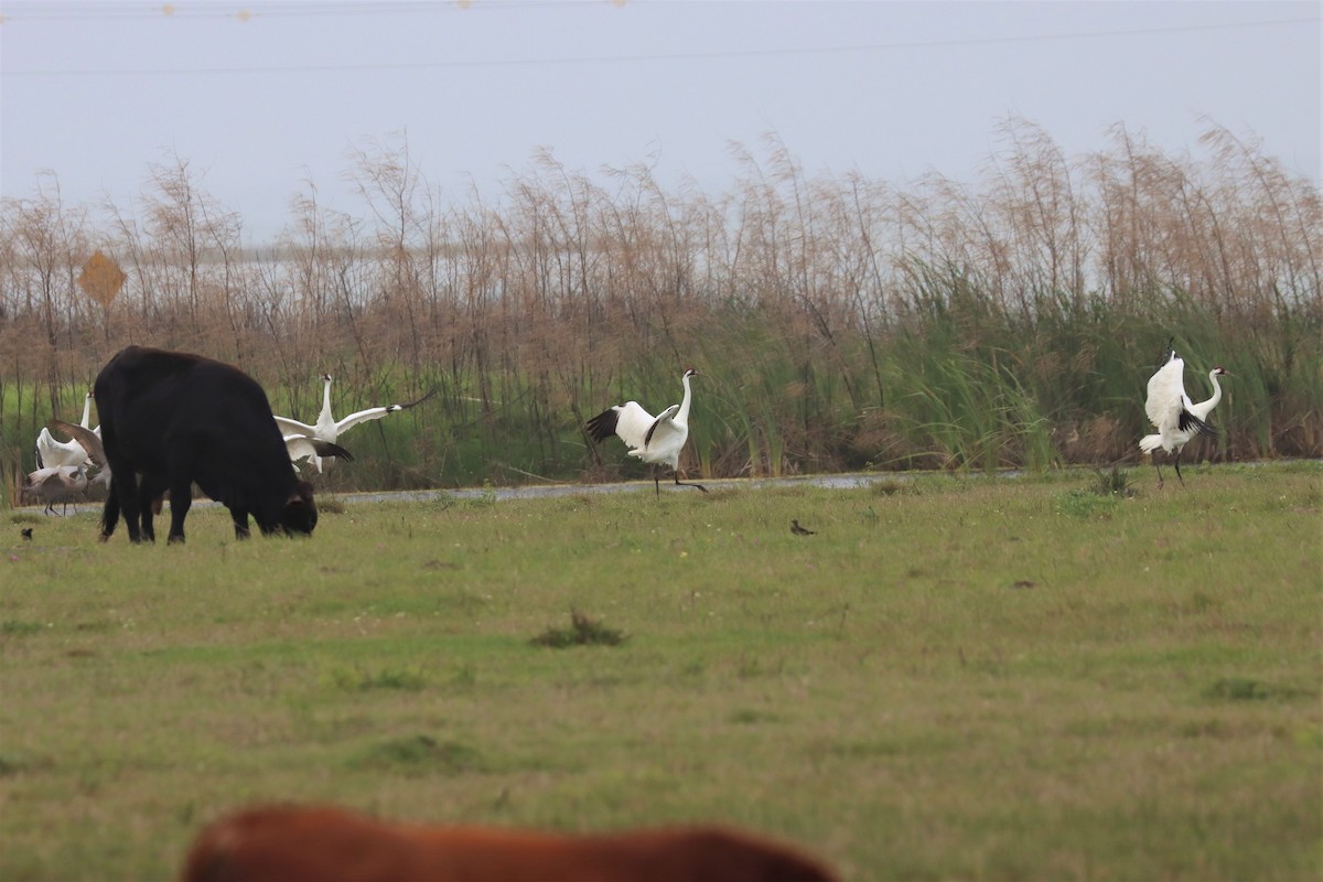 Whooping Crane - ML551455681