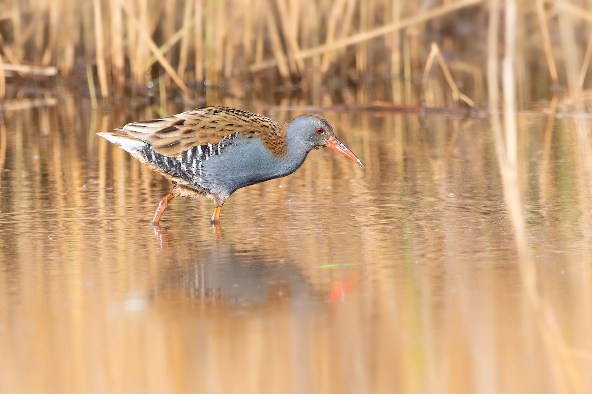 Water Rail - Aimar Hernández Merino