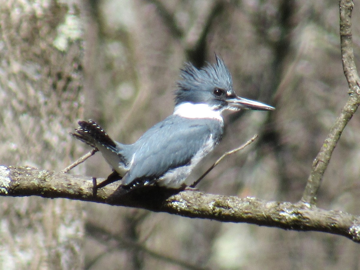 Belted Kingfisher - ML551455841