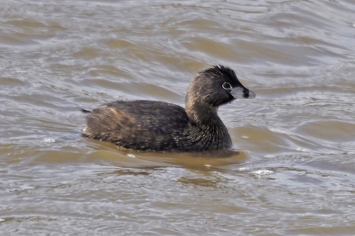 Pied-billed Grebe - ML551456011