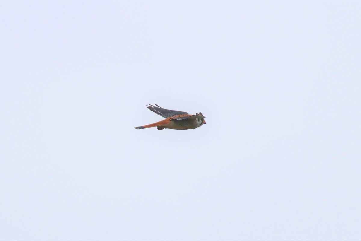 American Kestrel - ML551456601