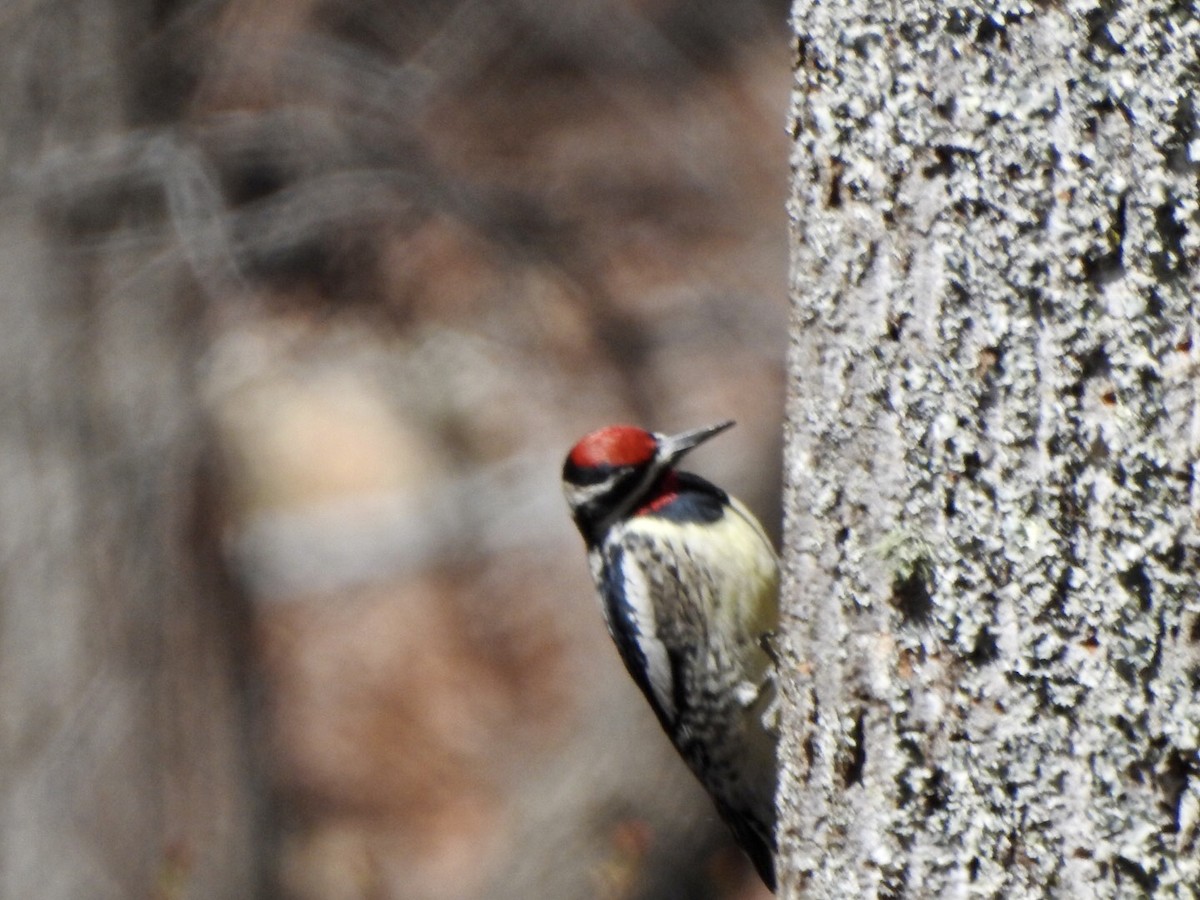 Yellow-bellied Sapsucker - ML551457371