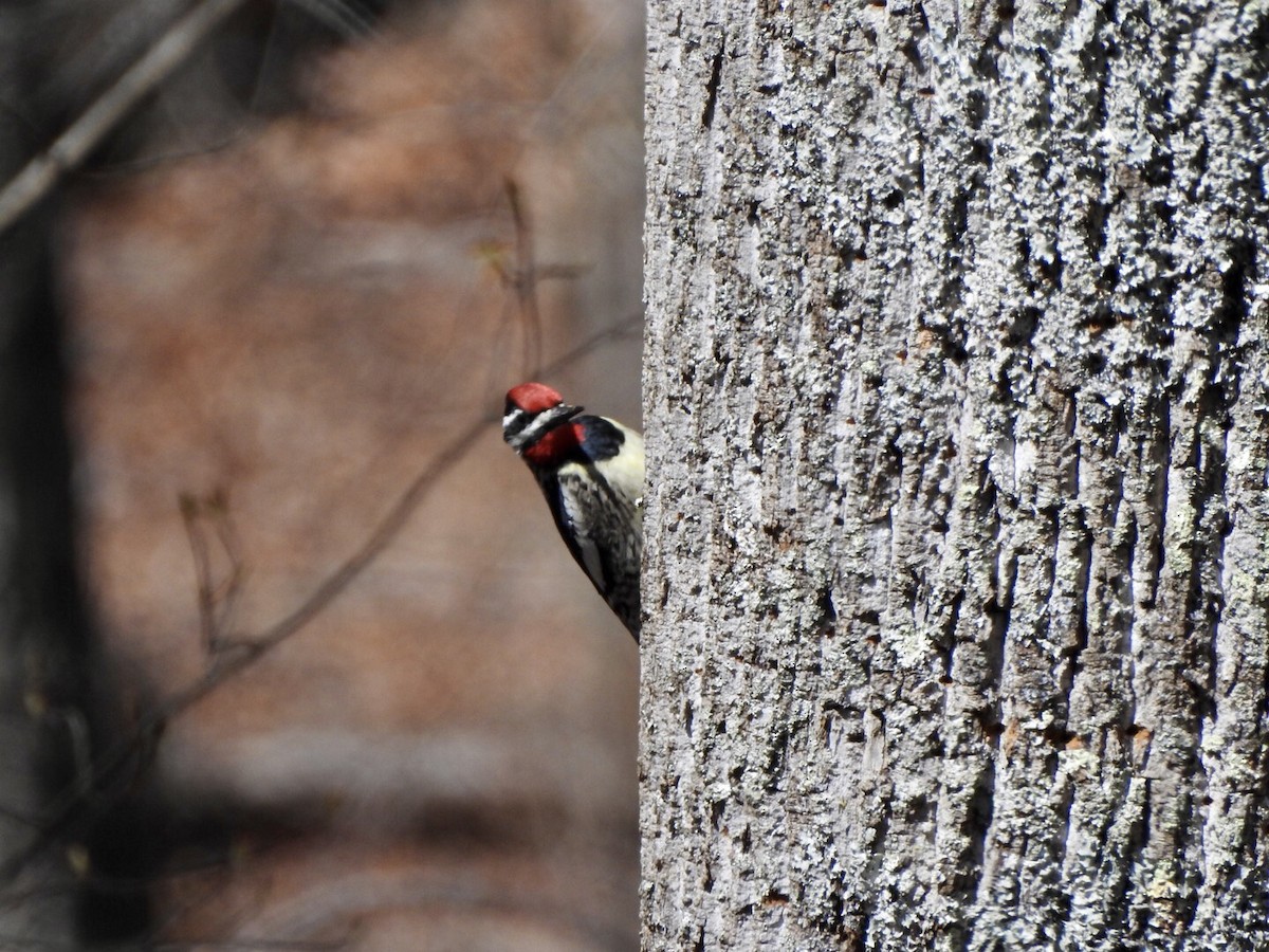 Yellow-bellied Sapsucker - ML551457381