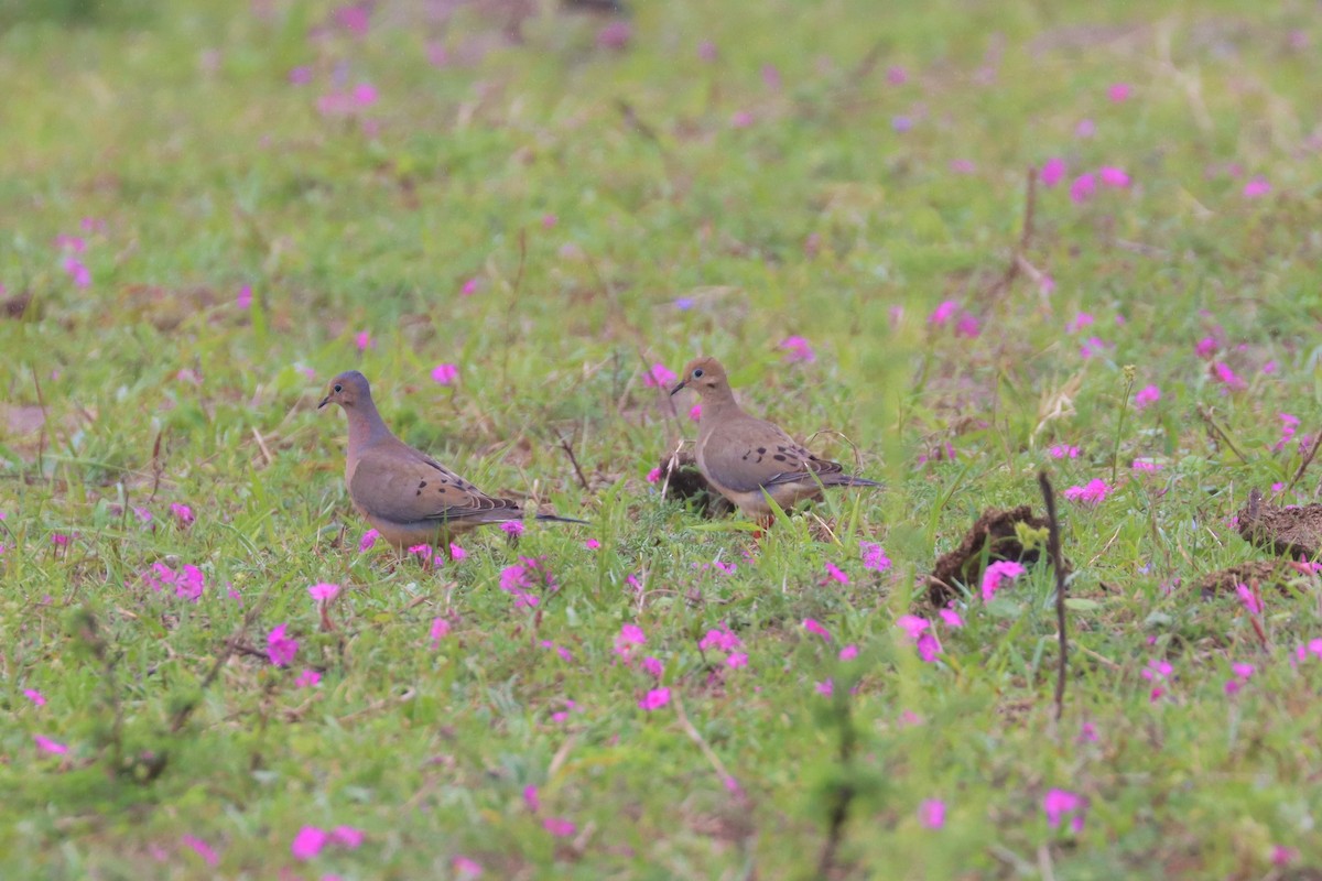 Mourning Dove - ML551457421