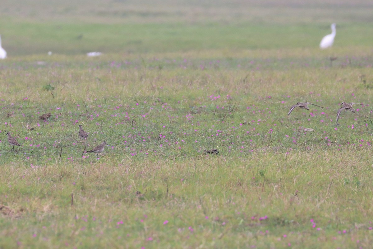 American Golden-Plover - ML551457471